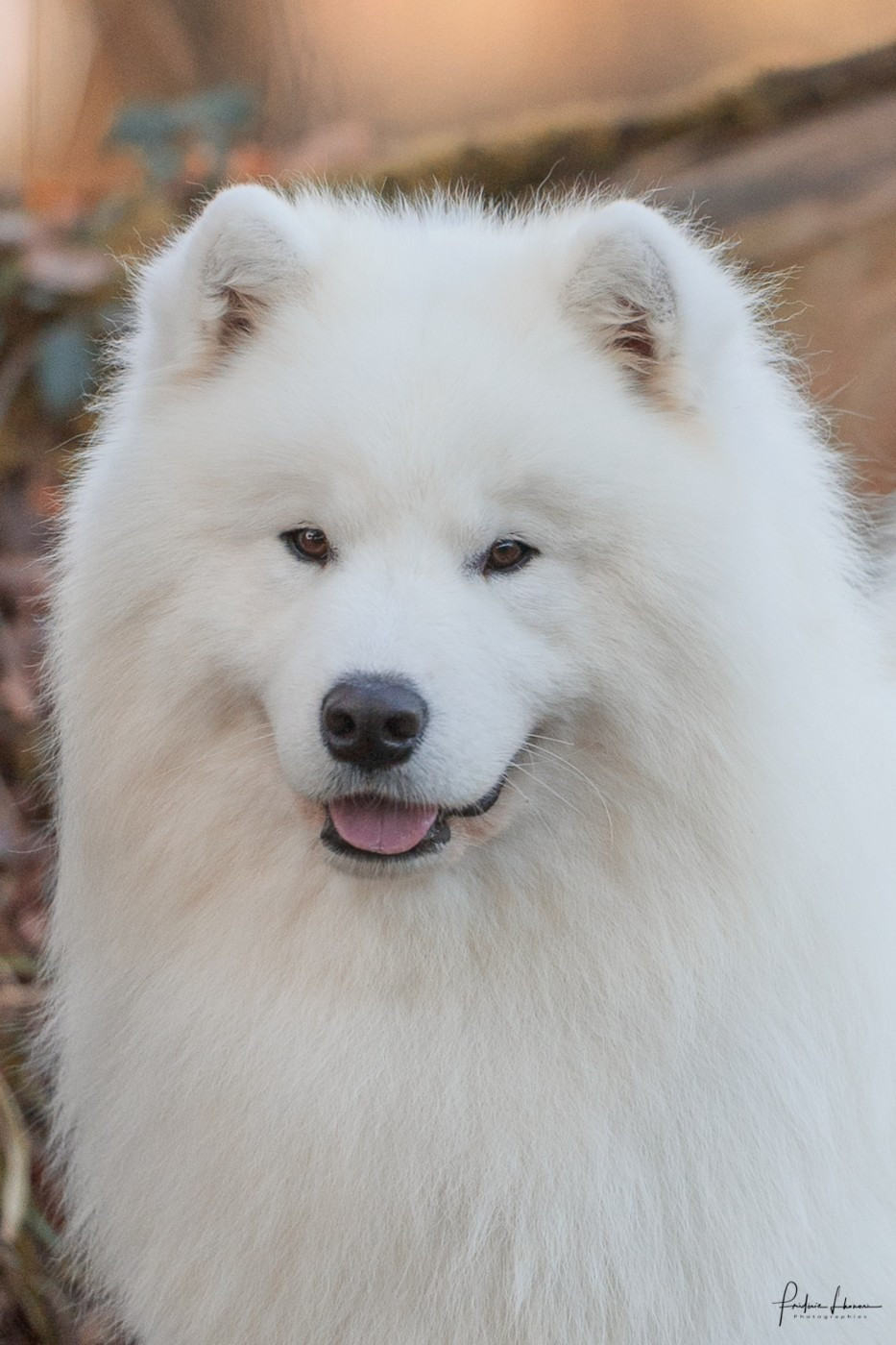 JCH. Viaggio idro Swirls Of Light