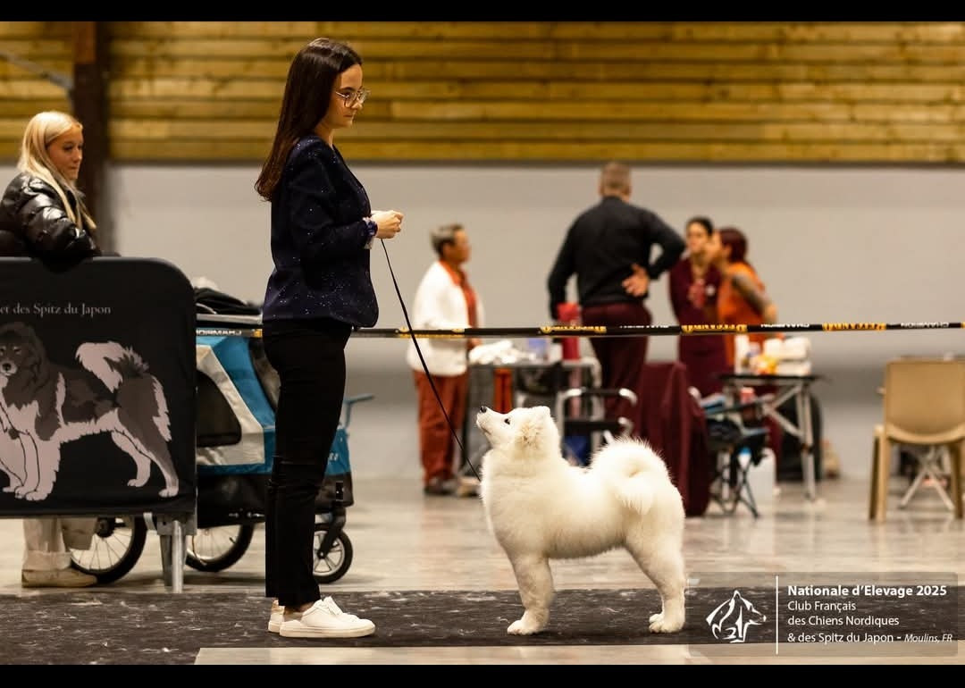 Astral Mist  Swirls Of Light