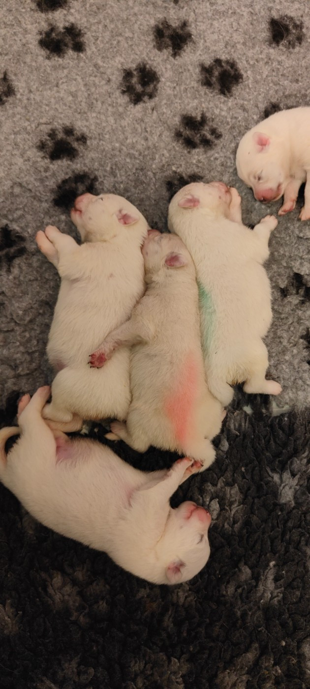 Plans d'élevages 2026