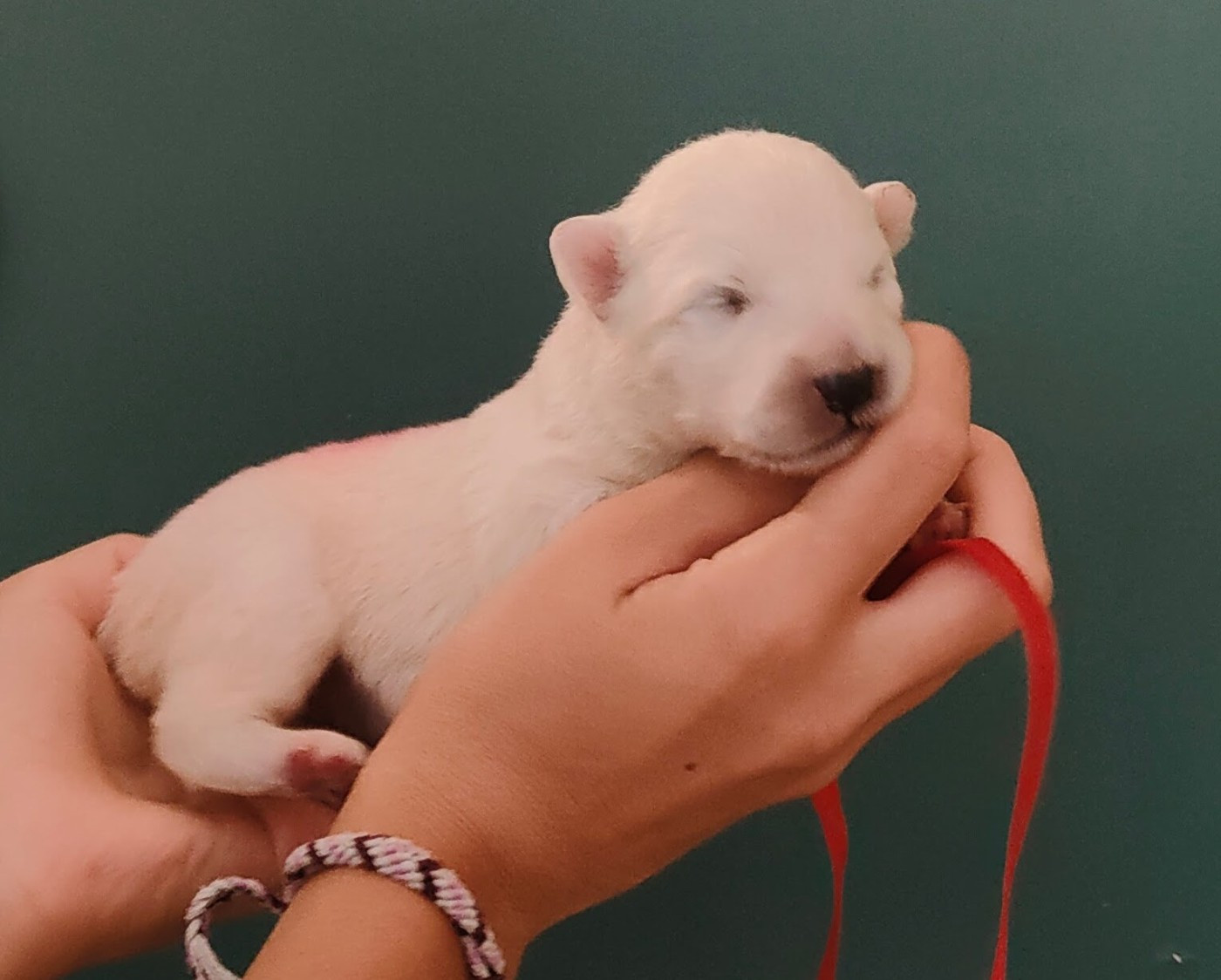 Swirls Of Light - Chiots disponibles - Samoyède