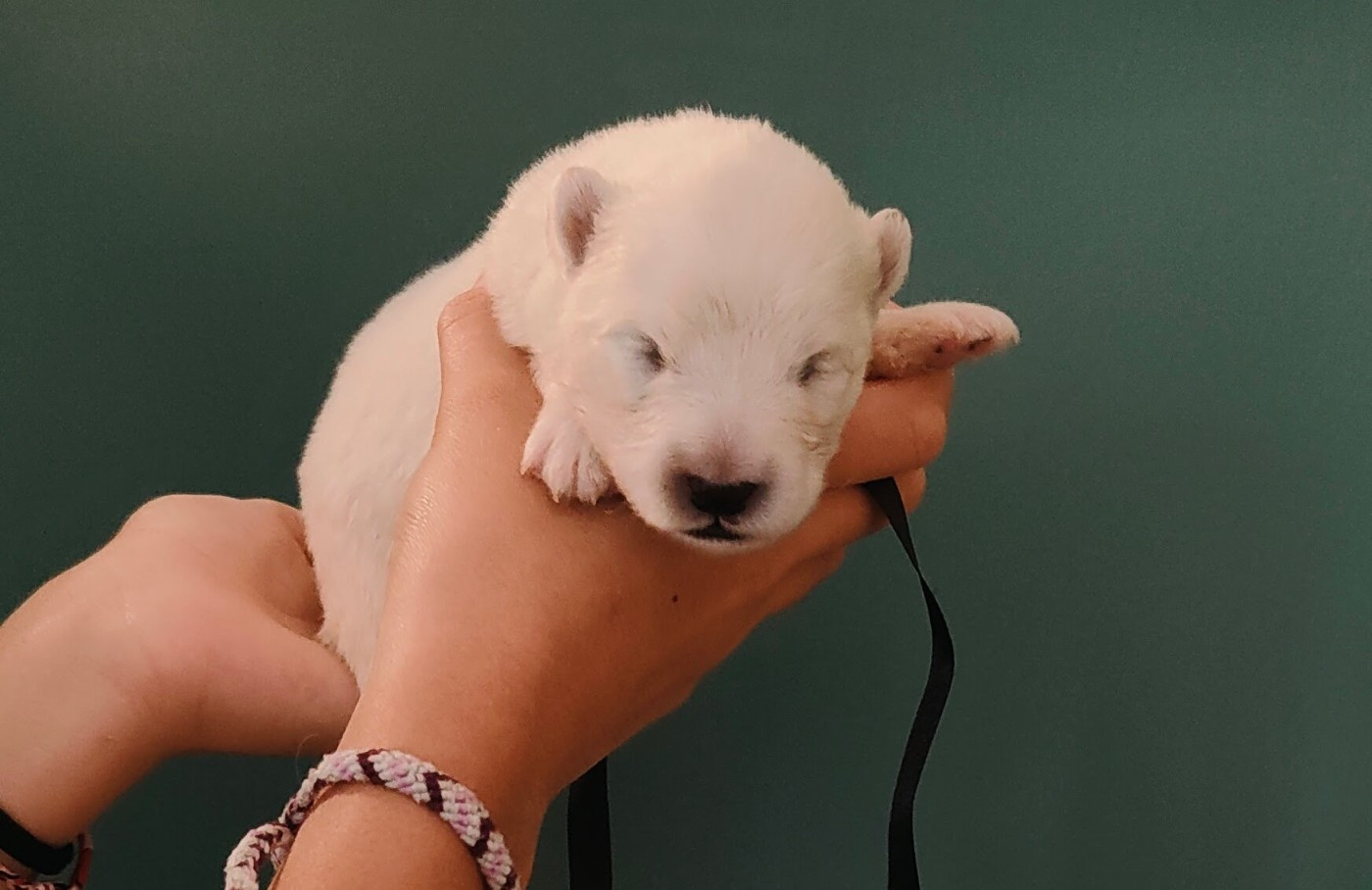 Swirls Of Light - Chiots disponibles - Samoyède