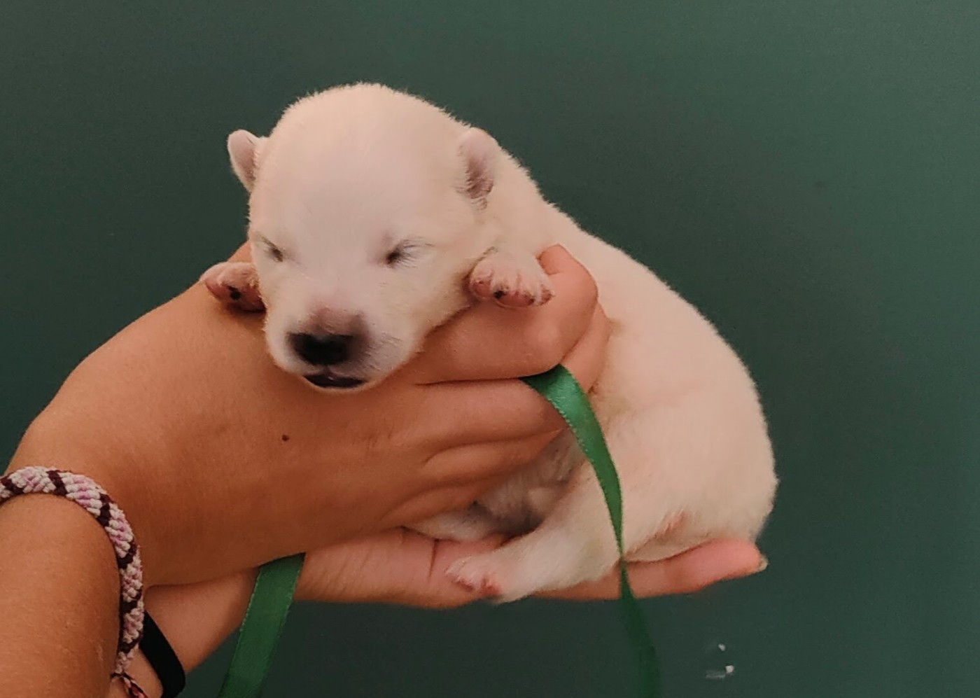 Swirls Of Light - Chiots disponibles - Samoyède