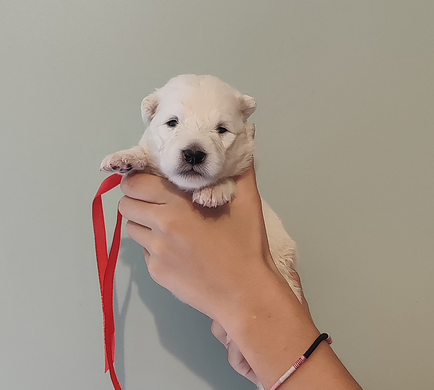 Swirls Of Light - Chiots disponibles - Samoyède