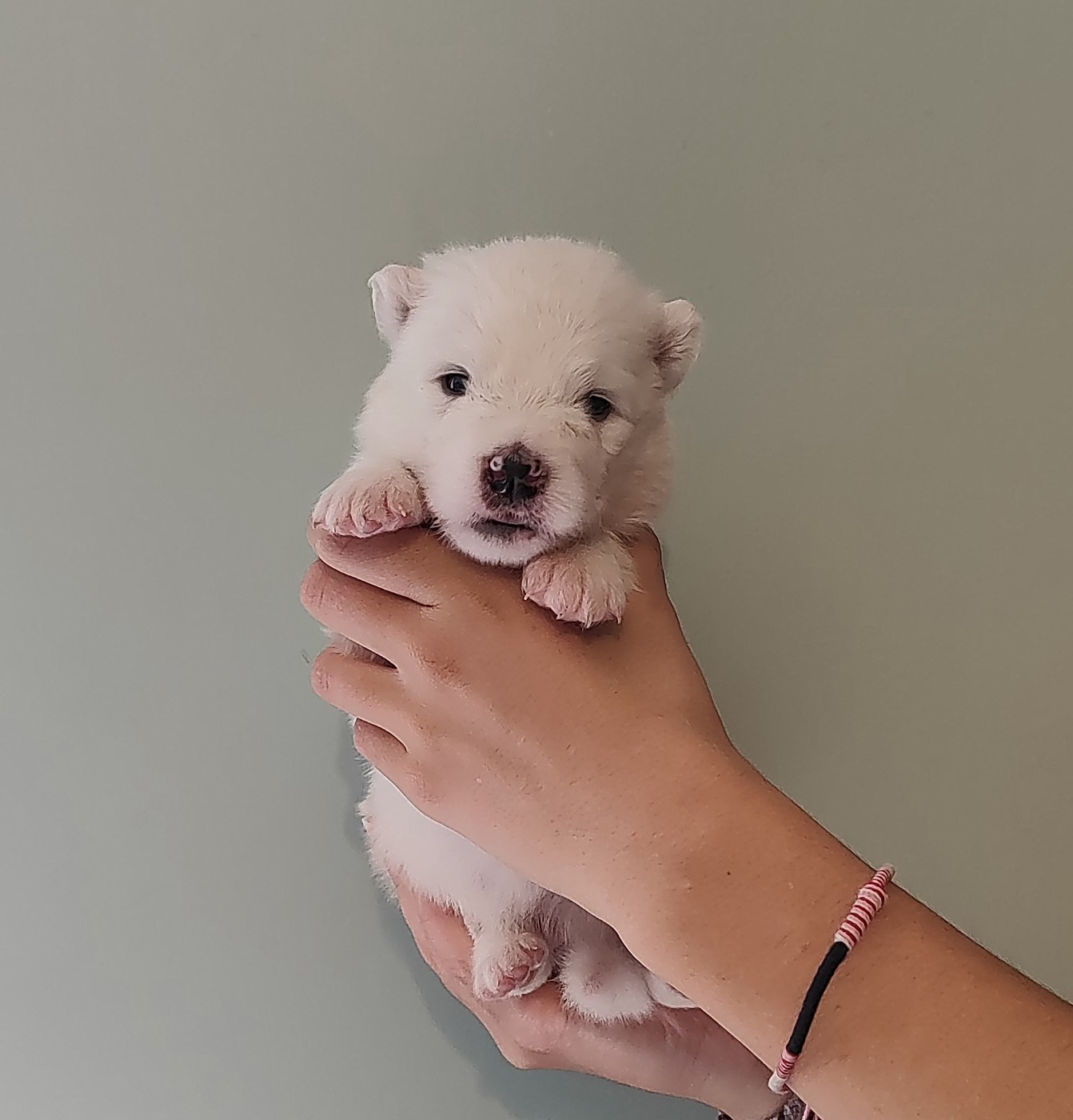 Swirls Of Light - Chiots disponibles - Samoyède