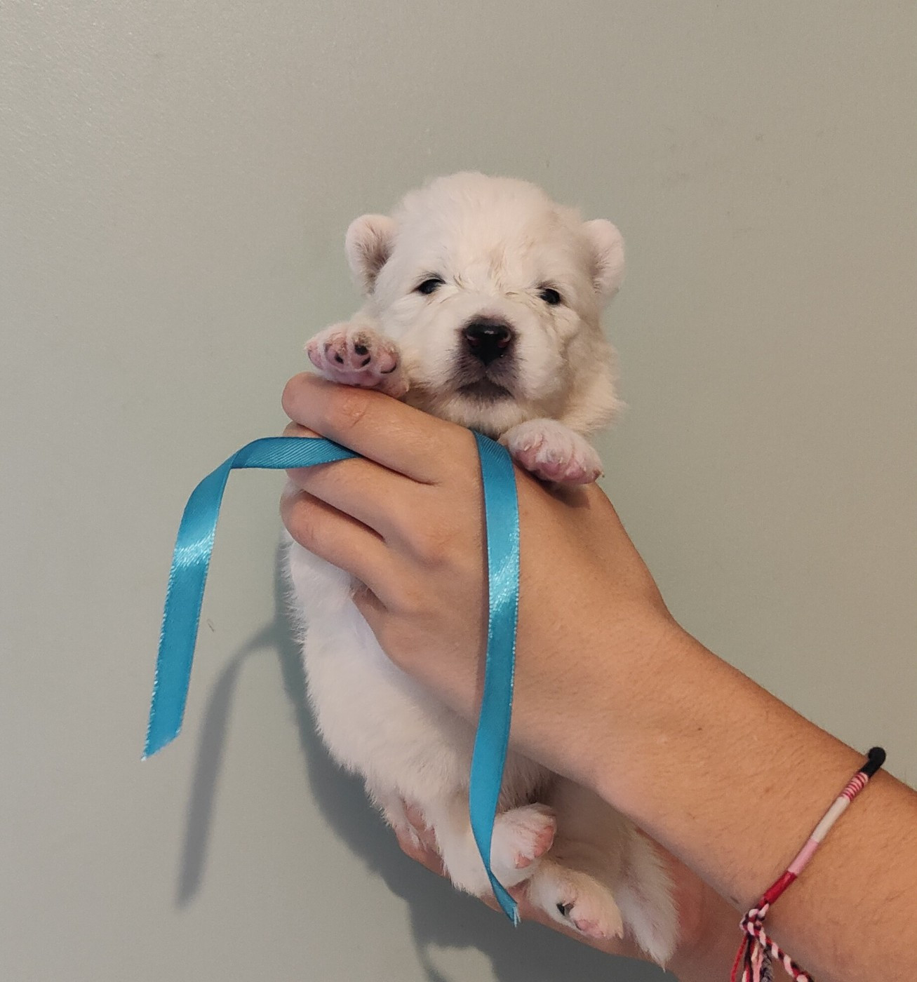 Swirls Of Light - Chiots disponibles - Samoyède