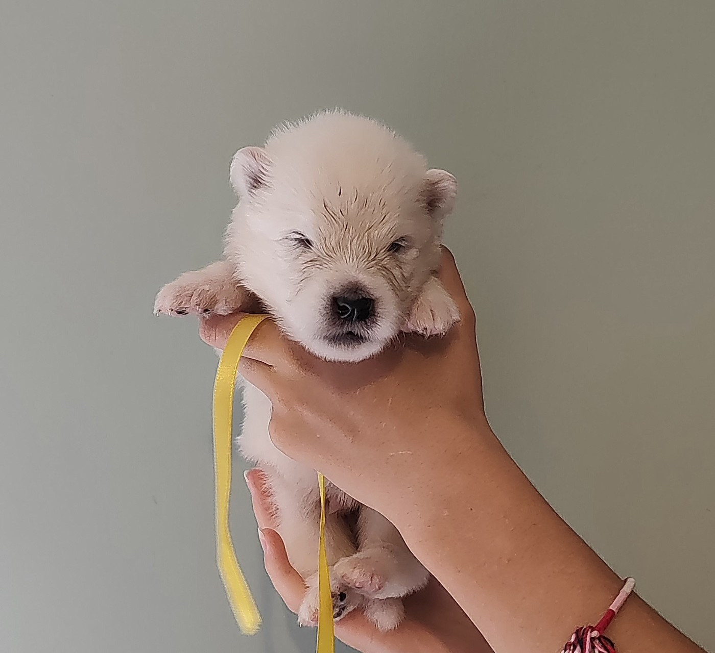 Swirls Of Light - Chiots disponibles - Samoyède