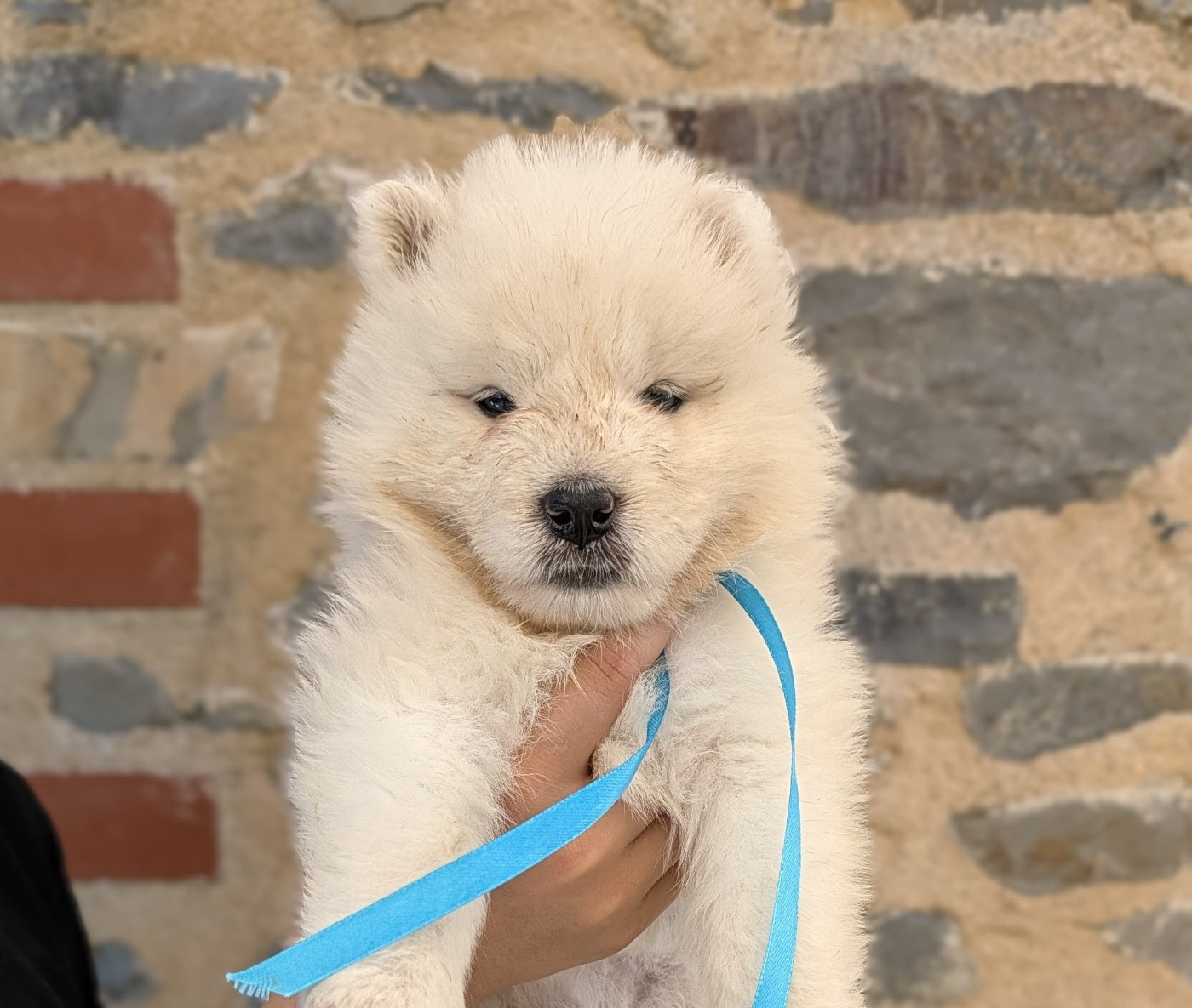 Swirls Of Light - Chiots disponibles - Samoyède