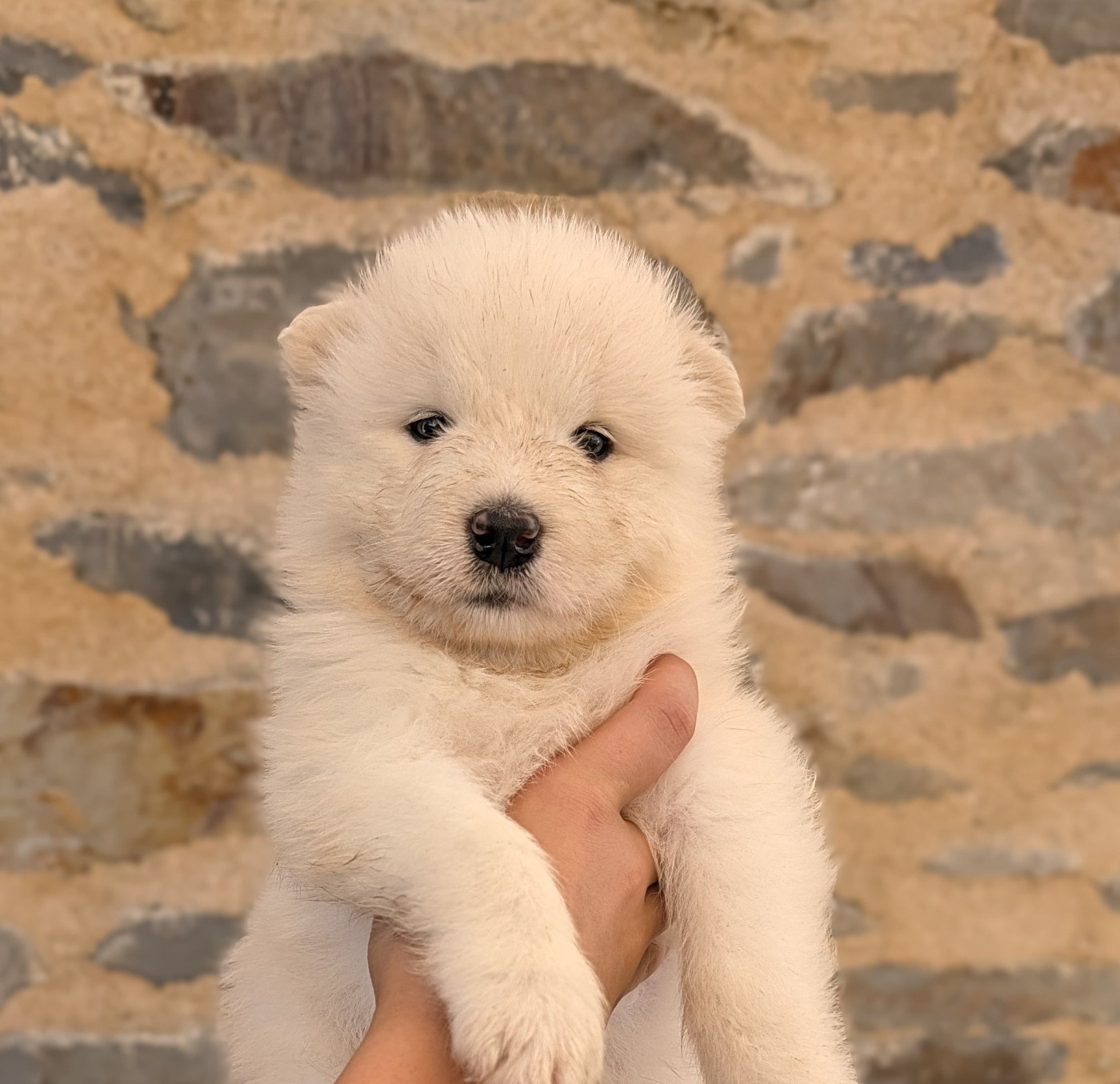Swirls Of Light - Chiots disponibles - Samoyède